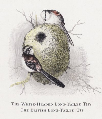 The White-Headed Long-Tailed Tit, The British Long-Tailed Tit by Alexander Francis Lydon